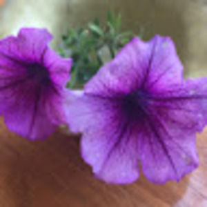 Meet your Posher, Sharon